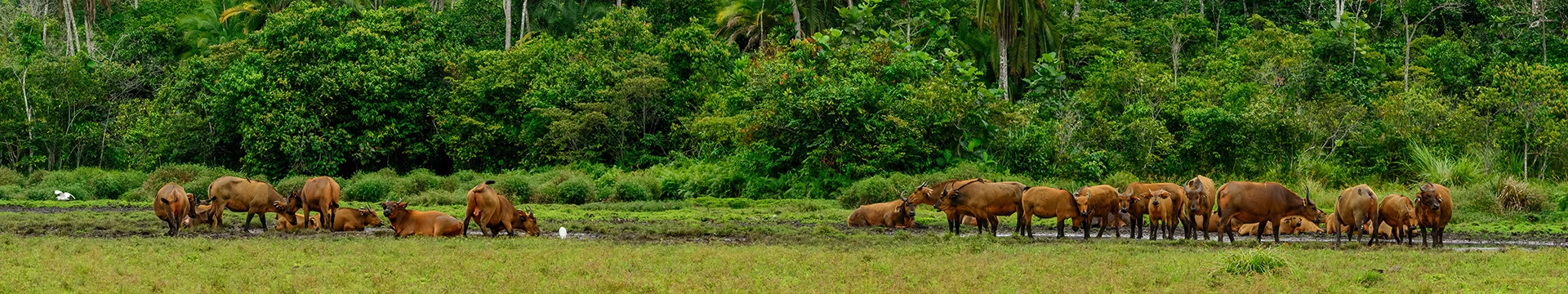 Hotels in Congo